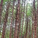 봉평메밀밭 이미지