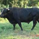 토종축산2 이미지