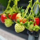 성철농장 이미지