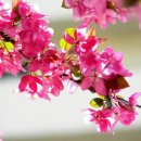 사과꽃필무렵 이미지