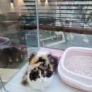 마포고양이도레미캣 이미지