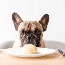 위즈동물병원 이미지