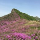 5월6일(217차) 합천 황매산 철죽산행 정기산행 이미지