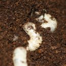 여우골농장 이미지