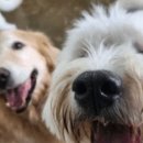 퍼피플레이스 이미지