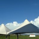 금빛장어 이미지