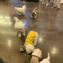 동건스애견카페 이미지