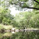 한라산둘레길 천아숲길 | 한라산둘레길 천아숲길, 숲과 물이 들려주는 8.7km 힐링 산책기