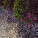 피치 앤 마리 이미지