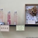 드네스