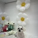이루다 펫살롱 | 드디어 찾았다! 실력있는 애견미용실 울산 염포동 [이루다펫살롱]