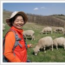 양떼목장 이미지