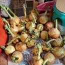 열무김치 담갔어요! 이미지