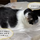 못말리는 고양이 이미지