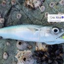 유람선 선착장 화장실 이미지