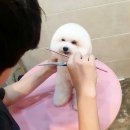 감성그루밍 이미지