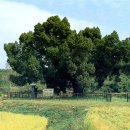 향나무로 이미지