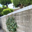 함덕, 수형 이미지