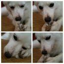 (2013.3.20 대구 수성구 중동 스피츠 여아) 하나가 또 집을 나갔습니다. ㅜㅜ 이미지