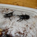 (주)애사랑 이미지