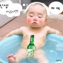 아보카