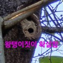 폭염에 목청답사 산행.112 (몇곳습격과 산삼) 이미지