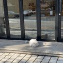 비둘기미장원