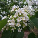 오동나무 이미지