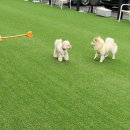 루이비독 | 경기광주애견동반카페 루이비독 운동장 호텔까지 만족