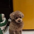 멜팅그루밍 이미지