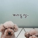 강아지테마미용실 이미지