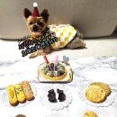 퍼피버스데이 이미지