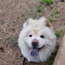 펫홀릭더라이프 이미지