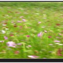 강아지풀 이미지