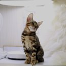 로하스동물병원 - 고양시 일산서구 강선로 74 | 로하스동물병원