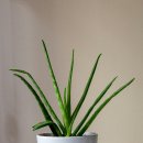 꽃이 피고 비가 내리면 이미지