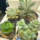 신동금 | [노원구 1인가구 지원센터] 가드닝 교육 단짝, 다육이 2회차 후기