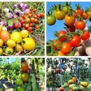 방울토마토 모종 열매 곁가지제거 이미지