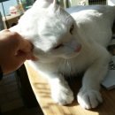 백록동물병원 이미지