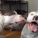 24시 아프리카동물병원 이미지