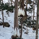 울릉군산림조합