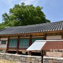 홍산향교 은행나무 이미지