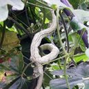 박씨농장 2 이미지