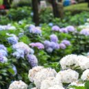 수국칼국수 이미지