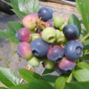 시력에좋고 치매,암 예방에좋은 블루베리라는 과일을 서산에서 재배하는곳 이미지