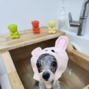 호야애견 이미지