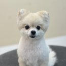 Grooming574 이미지