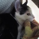 심재웅동물병원 이미지