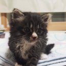 오구오구 이미지