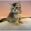 도그마루 고양이 강아지 무료분양 | 하남도그마루에서 강아지 무료 분양의 매력을 경험하다!